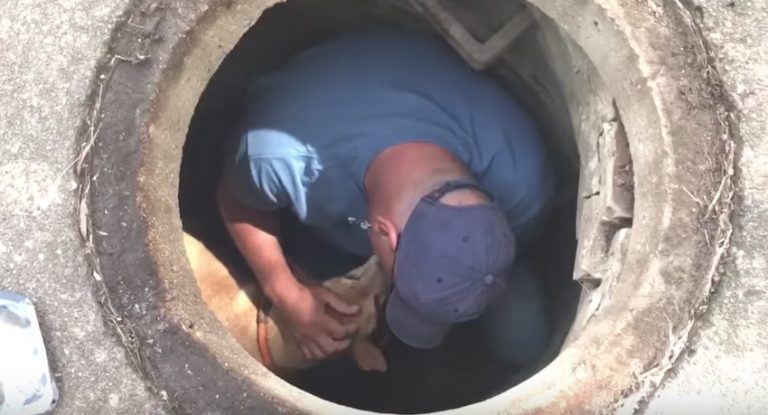 Rescuer Gives Scared Dog Stuck In Sewer Comforting Hug Before Helping Him To Safety