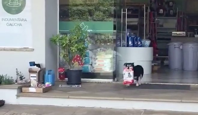 Dog Proudly Walks Away From Store With Bag Of Dog Food All By Himself