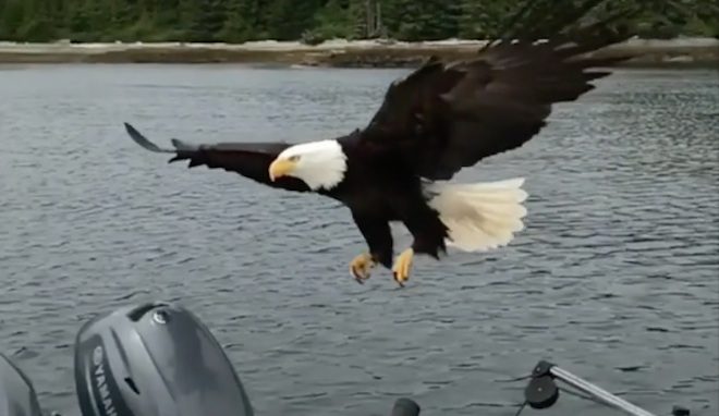 Daring Bald Eagle Snatches Fish From Boat