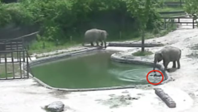 baby elephant falls into the pool