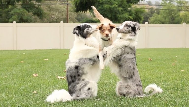 Group Of Dogs Perform The Most Amazing Tricks Together