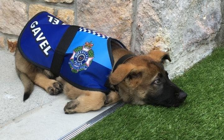 Gavel the greeter dog