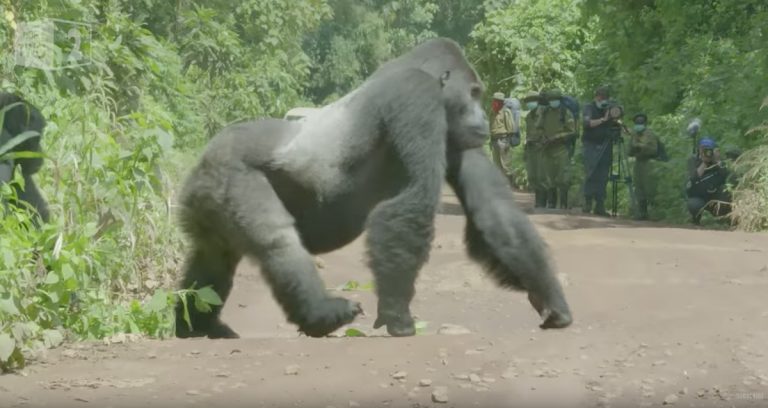 gorillas cross road