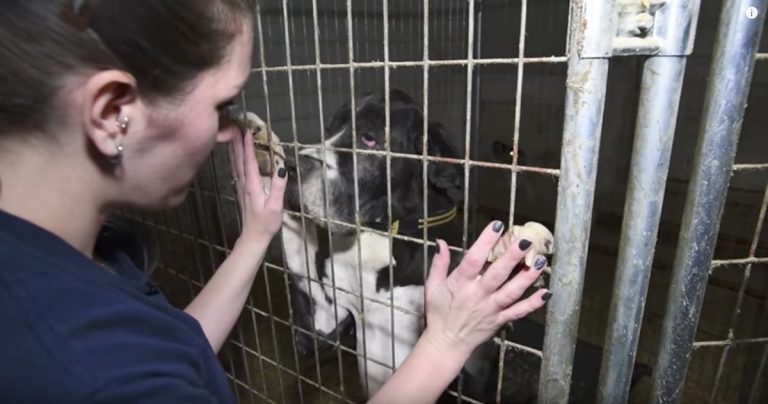 More than 80 Great Danes Rescued from Suspected Puppy Mill