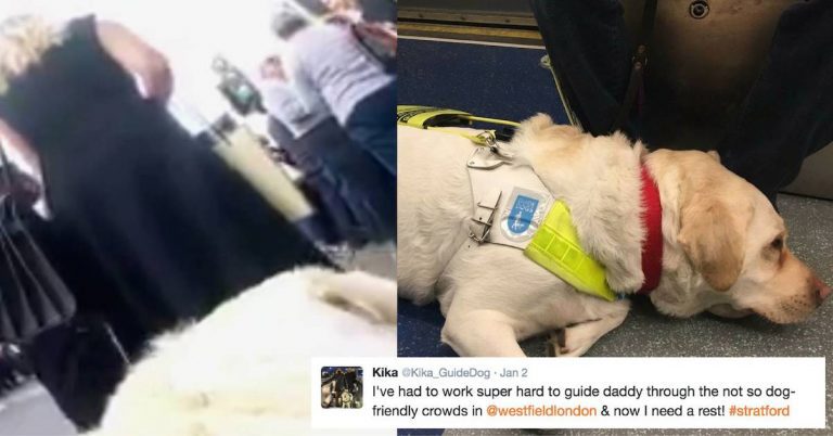 Blind Man Straps Camera On His Guide Dog To Show The Daily Abuse They Receive