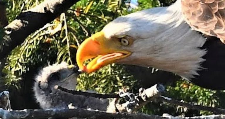 Bald Eagles Adopts Baby Hawk As One Of Their Own, Surprising Biologists