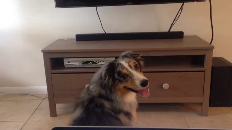 Dog Does The Most Adorable Thing When Watching TV