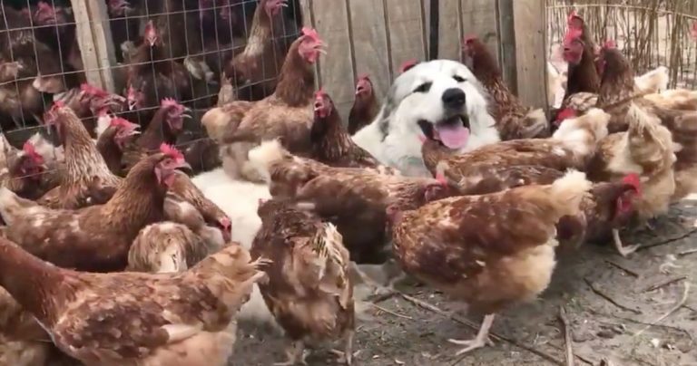 hens love dog tags