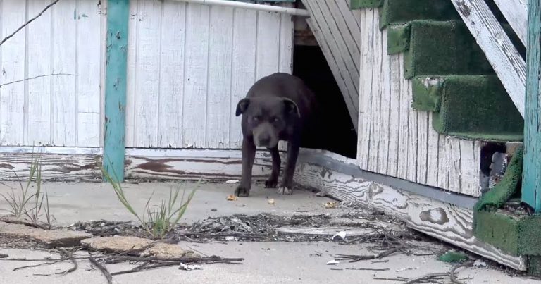 tooney hope for paws
