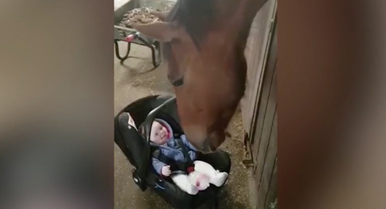 Horse Calms Baby Who Was Upset And Screaming By Rocking Her