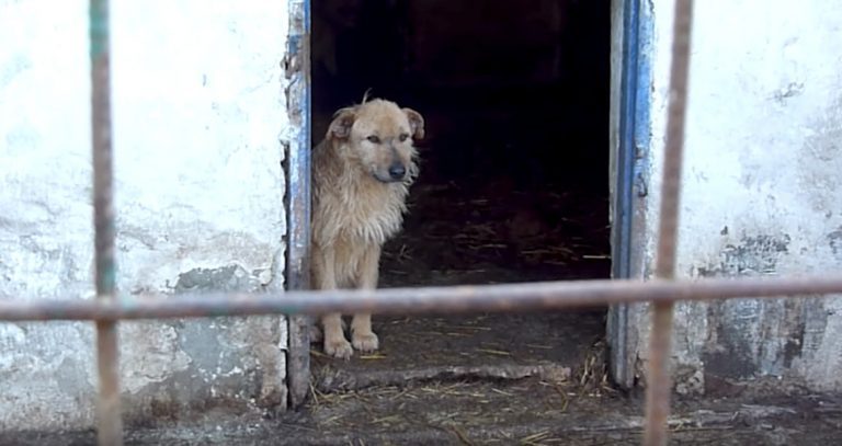 Sad Dog Who Had Forgotten How To Live, Slowly Opens Up