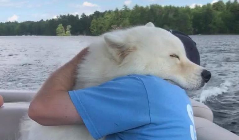 samoyed hug