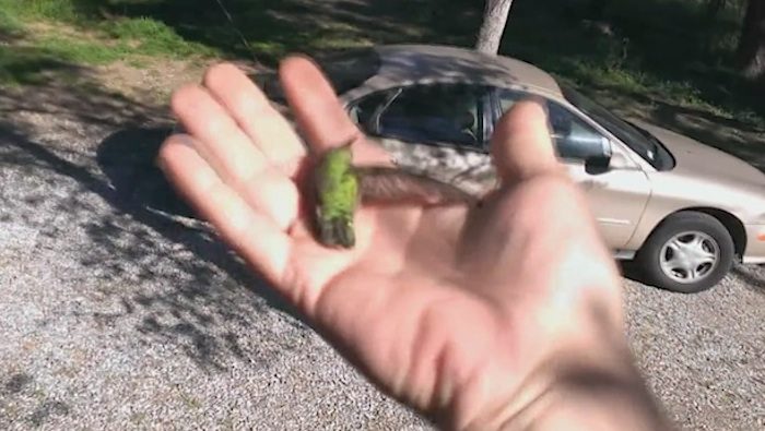 Man Rescues And Revives Hummingbird After It Collapses In His Hands