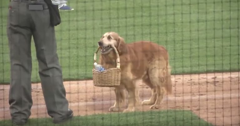 Jake the Diamond Dog
