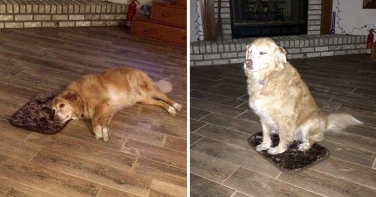 Dog ‘Still Grateful’ Even After Mom Mistakenly Gets Him A Bed That’s Too Small