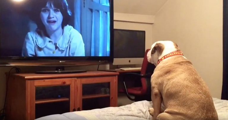 khaleesi the bulldog