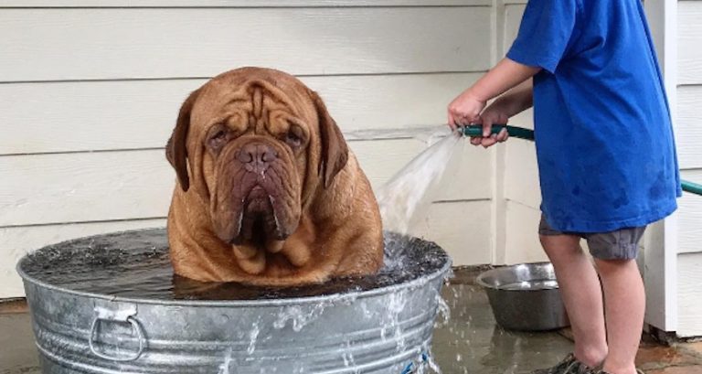 Huge Dog Gets Adorably Cooled Off By His Loyal Friend