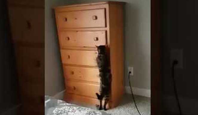 Smart Cat Is A Master At Hide And Seek