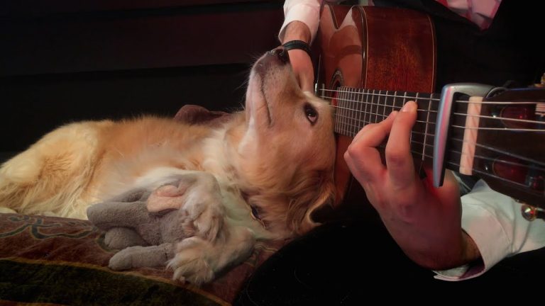 Dog Snuggles Close To Her Dad While He Plays Green Day On Guitar