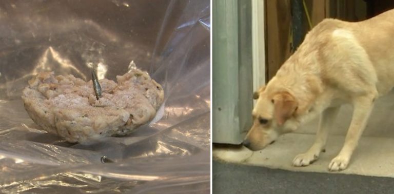 Mail Carrier Arrested After Allegedly Feeding Meatball With Nails To Dog