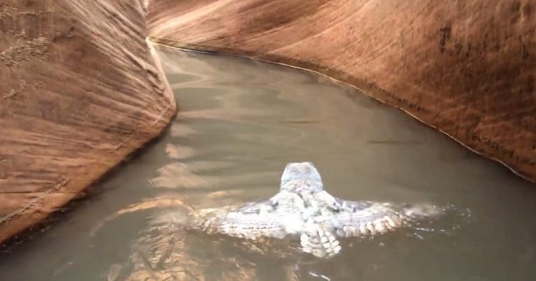 owl swimming