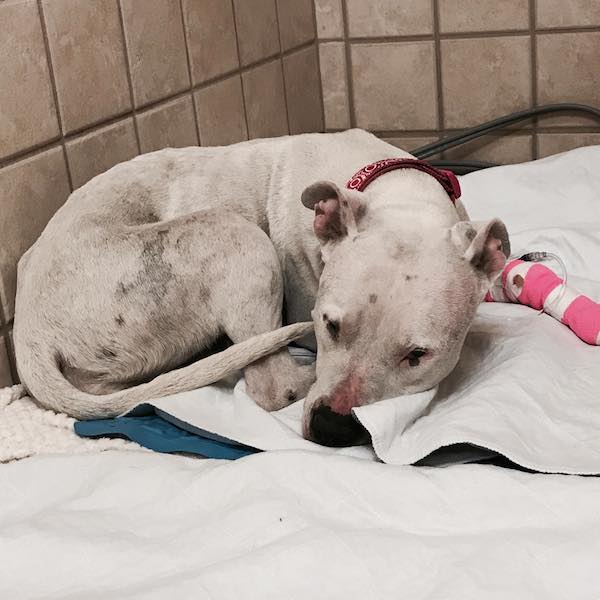 Beaten Dog Made to Run Behind Bikes Until She Collapsed Is Saved By Good Samaritans