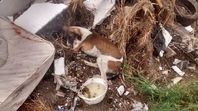 Sick Dog Thrown In A Trash Pile Discovered Completely By Chance