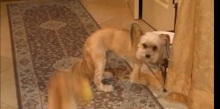 Three-legged Dog With ‘Zoomies’ Distracts Her Sister At Breakfast