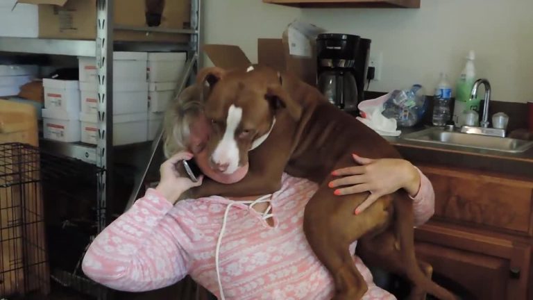 Rescued Dog Overjoyed To Be Off Chain, Won’t Let Rescuer Talk On Phone