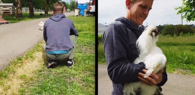 Rooster Can’t Wait To See His Friend When He Gets Home