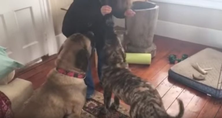 big dog teaches puppy how to sit