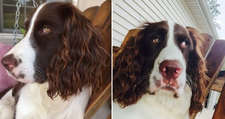 Dog With Ears With Perfect ‘Beachy Waves’ And ‘Caramel Highlights’ Becomes Internet Sensation