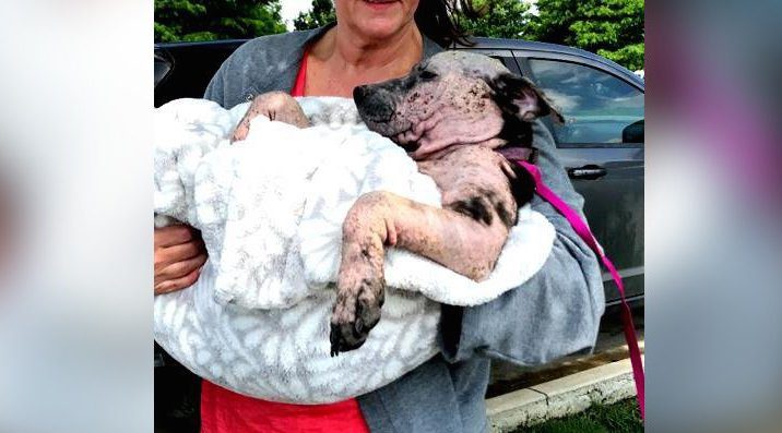 Puppy Taped In Box And Dumped Wagged Her Tail In Hopes Someone Might Hear Her