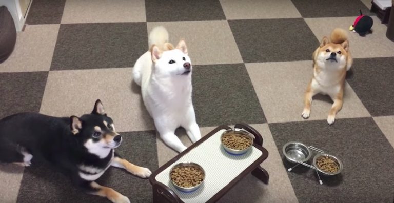Excited Shiba Inus Politely Wait For Dad To Say The Word Before They Eat