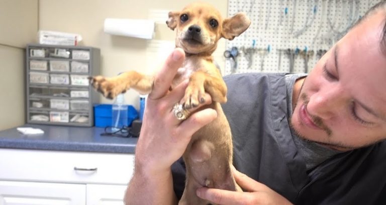 Chihuahua Puppy With Hernia Was Going To Be Put Down Until This Vet Saved Him