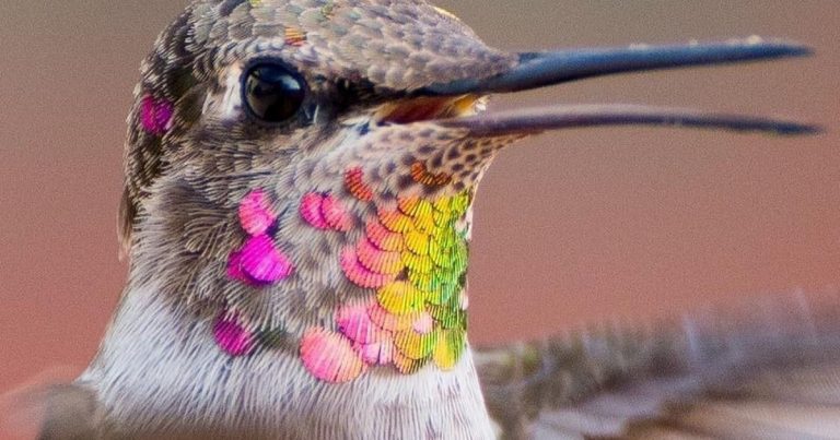 hummingbird