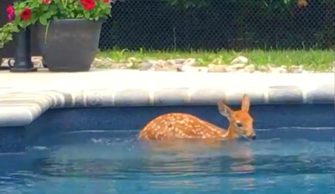 fawn swims in pool