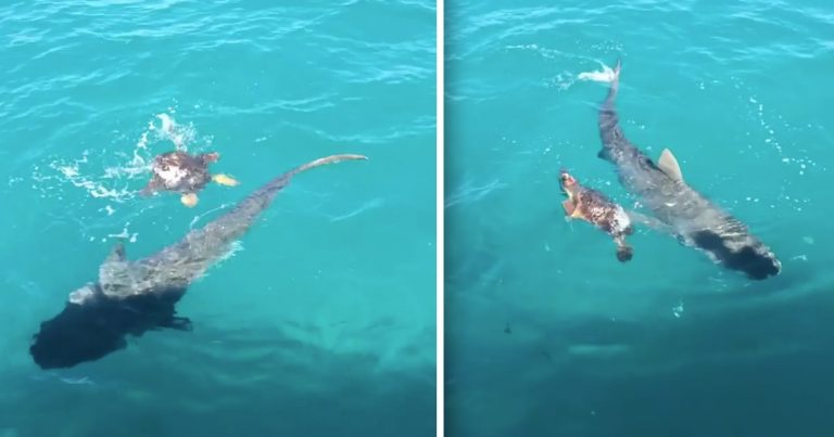 turtle defends himself against shark