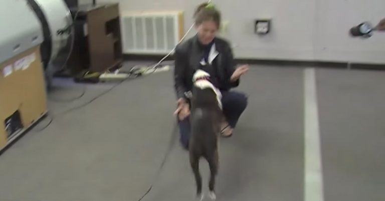 Lost Dog Knocks Mom Off Her Feet When He Reunites With Her After 2 Years