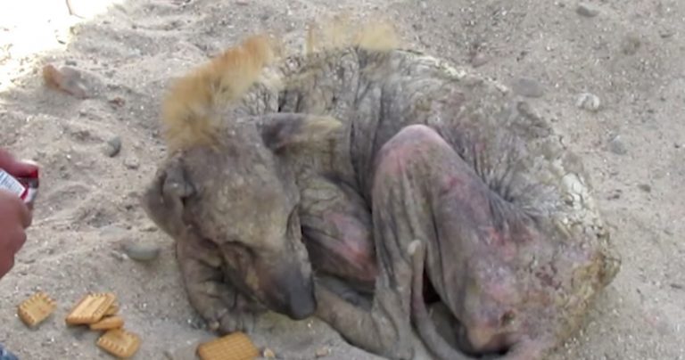 Animal Aid rescues old stray