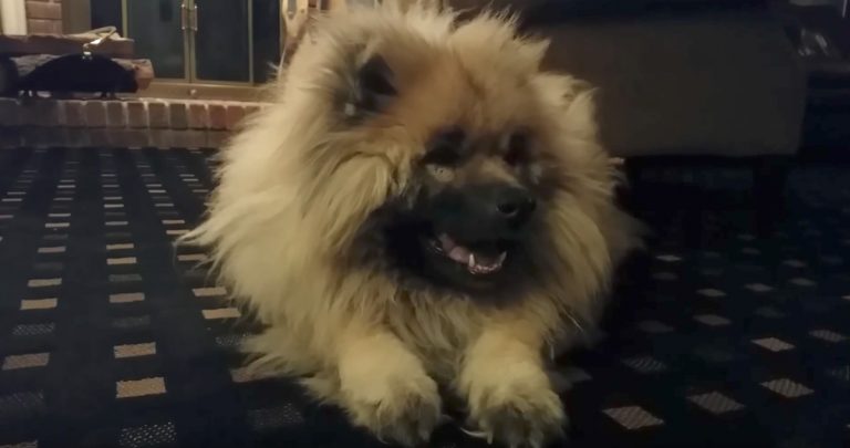 Dad Writes And Films A Touching Tribute Video To His Elderly Dog