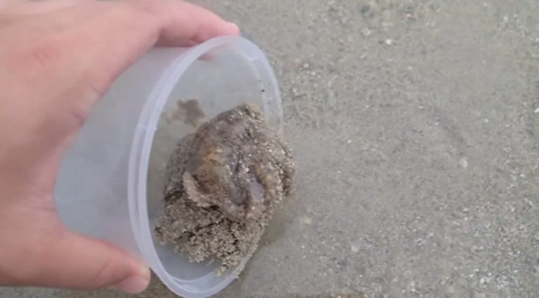Man Who Saves Beached Octopus Surprised When It Comes Over To Thank Him