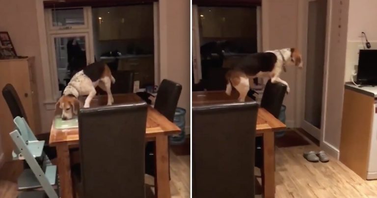 Beagle Makes A Daredevil Move To Get At French Fries On Kitchen Counter