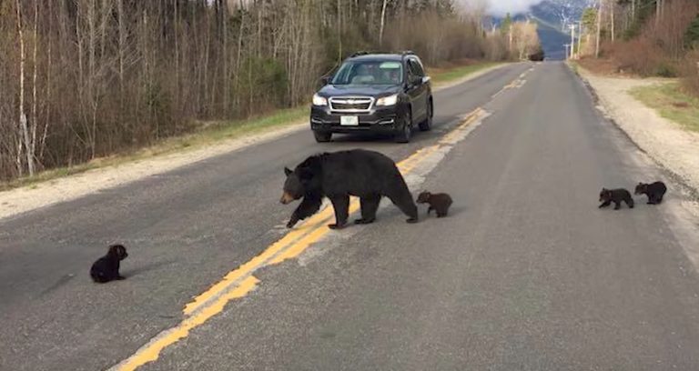 bear family crossing