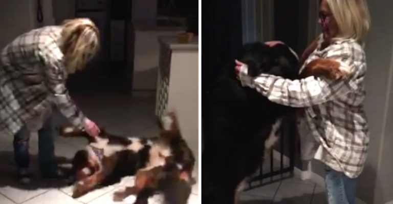 Bernese Mountain Dog Goes Crazy When He Visits Grandma