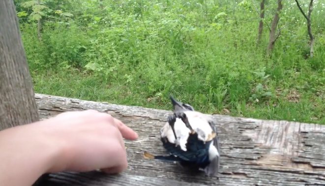 Girl Gently Pokes Blue Jay That Appears Dead And Gets Big Surprise Girl Gently Pokes Blue Jay That Appears Dead And Gets Big Surprise