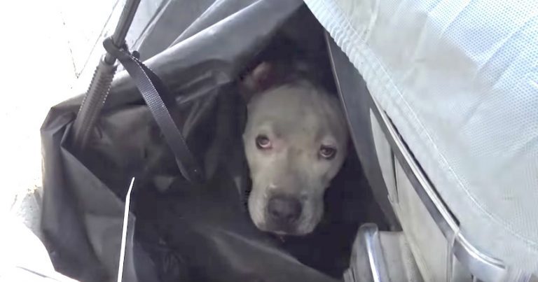 Fireworks Almost Caused Disaster For This Dog, But Rescuers Save The Day