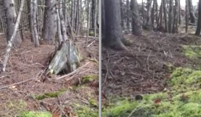 Man Walking In The Woods Captures Forest Floor ‘Breathing’ In Incredible Footage