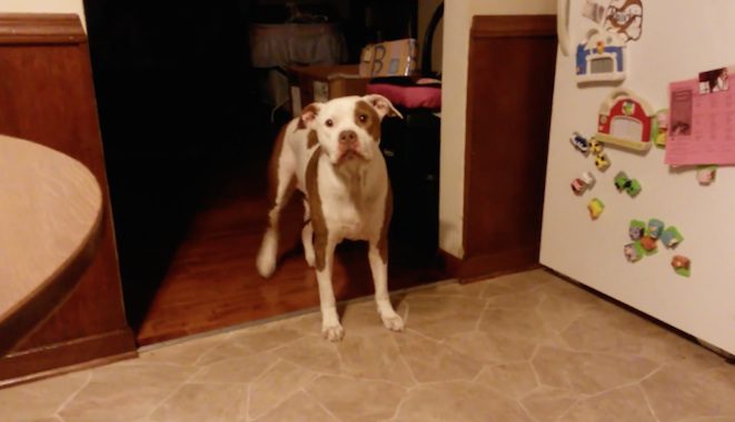 Dog Facing Bathtime Dilemma Makes Her Choice Hilariously Clear