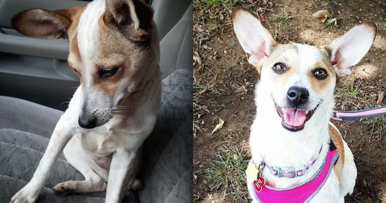 Abandoned Dog Who Cried Because She Was Grateful To See Her Rescuer Is Even Happier Now